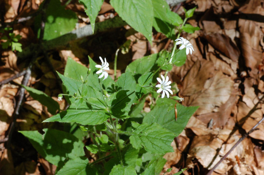 Stellaria nemorum montana