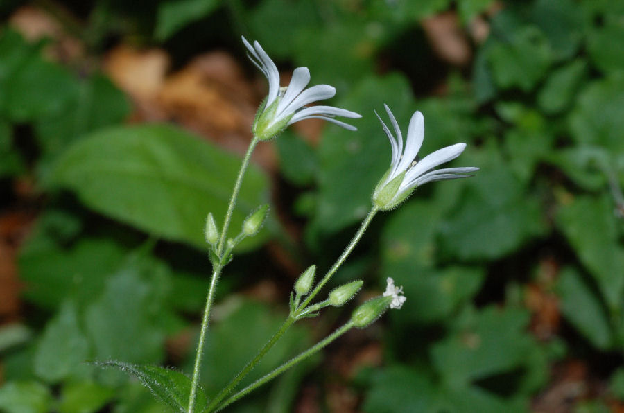 Stellaria nemorum montana