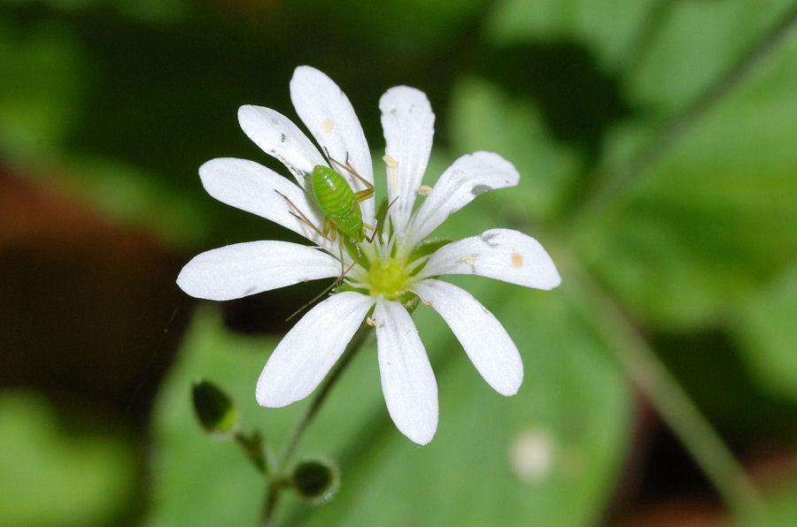 Stellaria nemorum montana