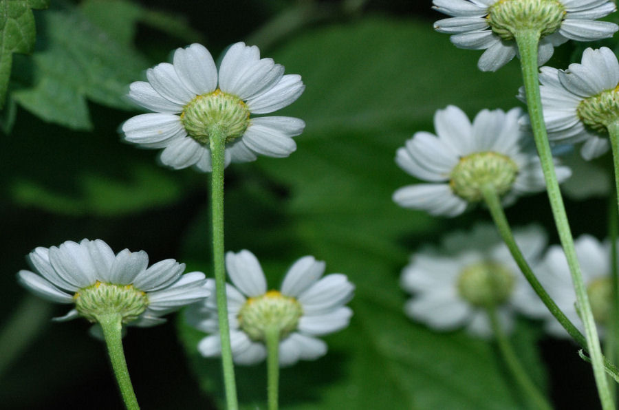 Tanacetum parthenium