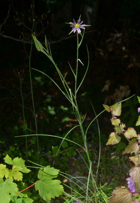 Tragopogon crocifolius crocifolius