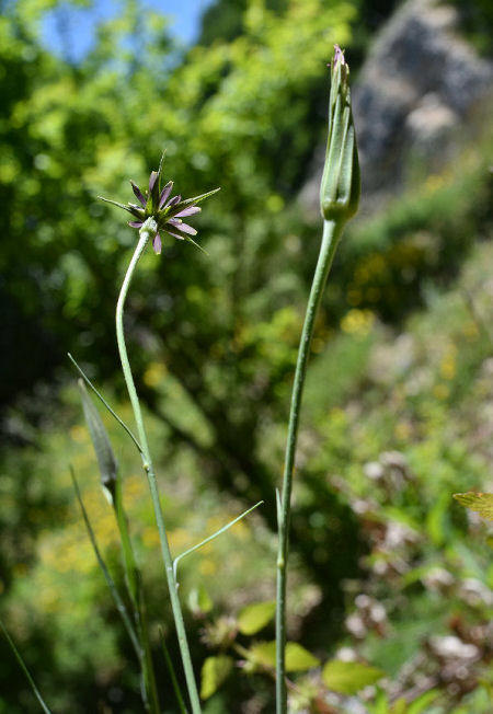 Tragopogon crocifolius crocifolius