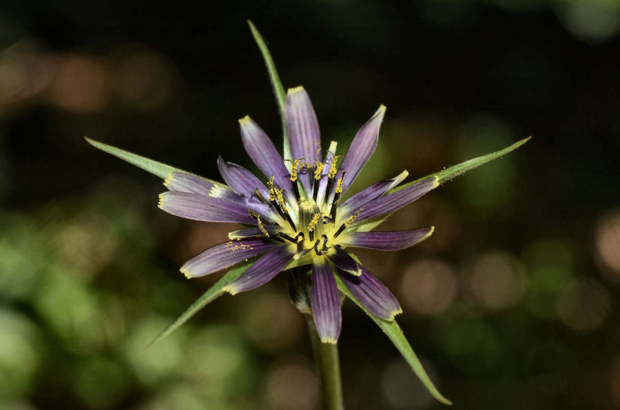 Tragopogon crocifolius crocifolius