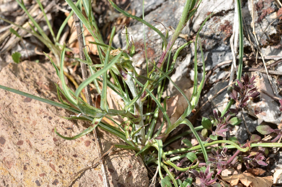 Tragopogon crocifolius crocifolius