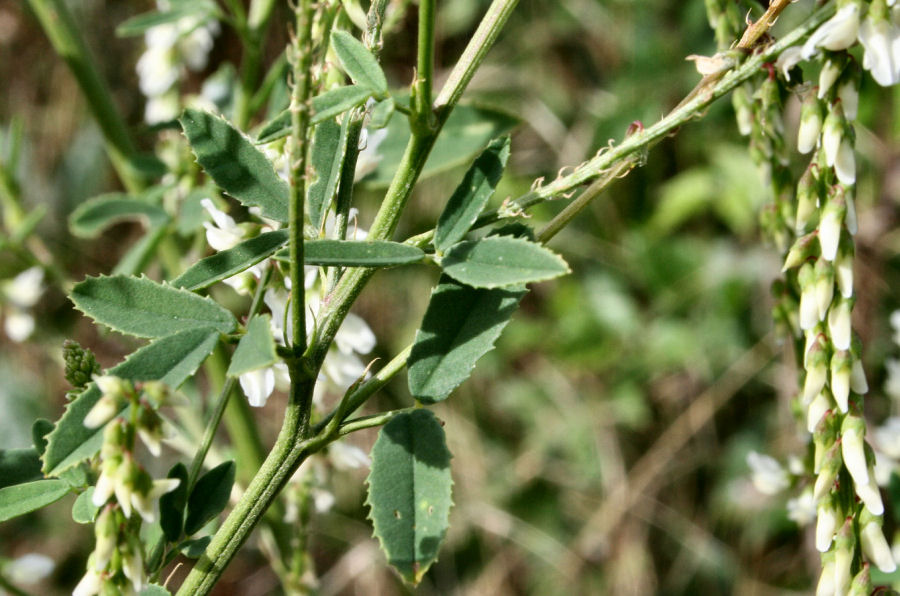 Trigonella alba