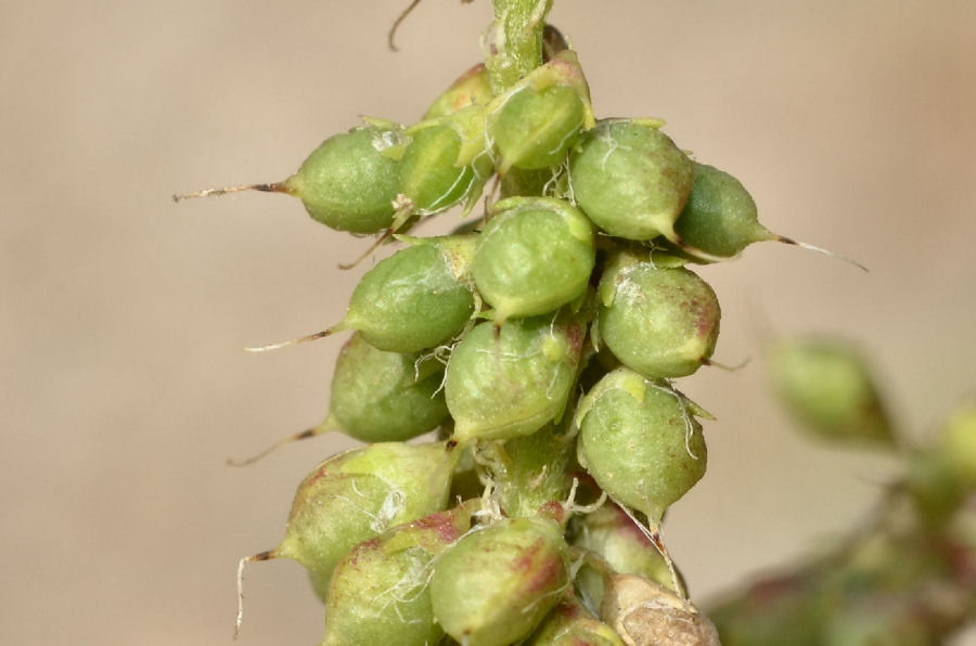 Trigonella alba