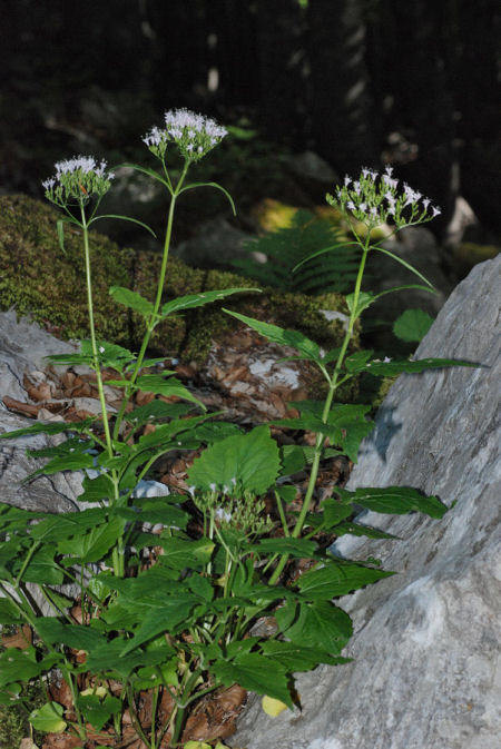 Valeriana tripteris tripteris
