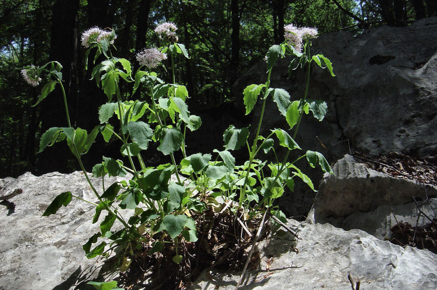 Valeriana tripteris tripteris