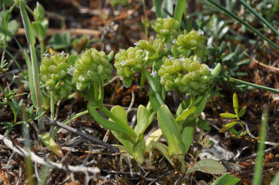 Valerianella carinata