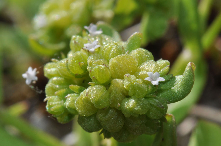 Valerianella carinata