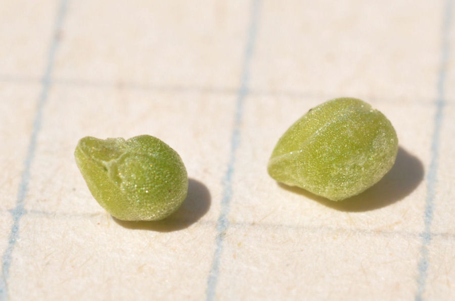 Valerianella carinata