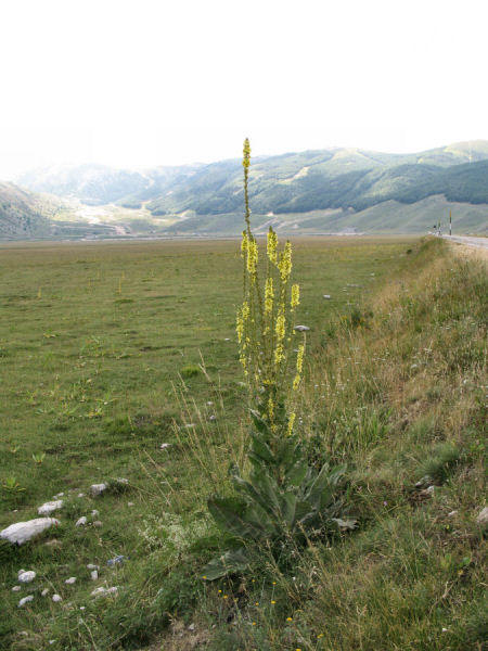 Verbascum nigrum