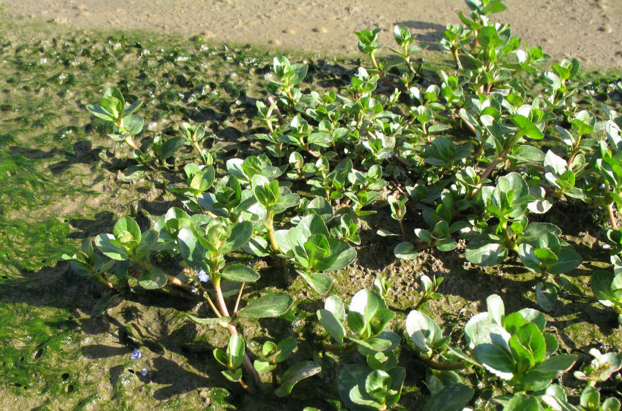Veronica beccabunga