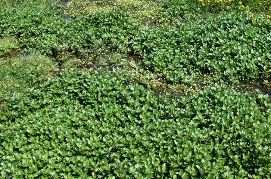 Veronica beccabunga