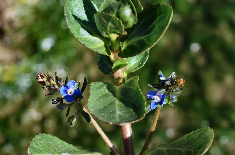 Veronica beccabunga