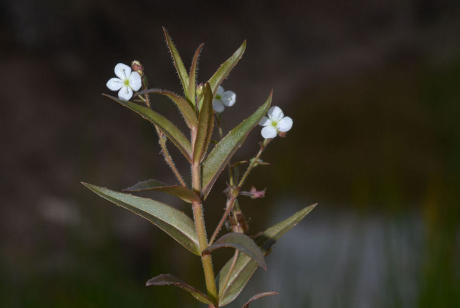 Veronica scutellata