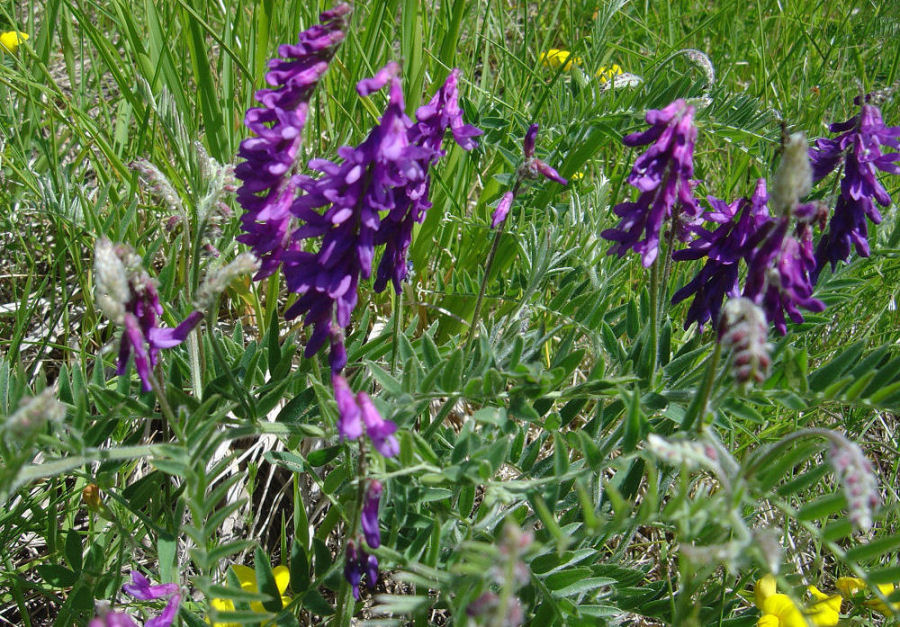 Vicia incana
