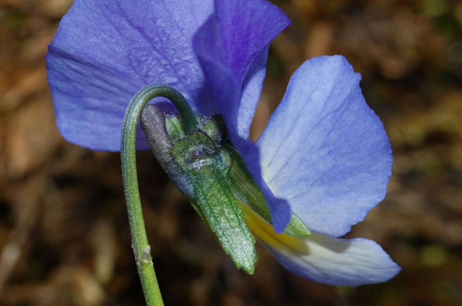 Viola eugeniae eugeniae