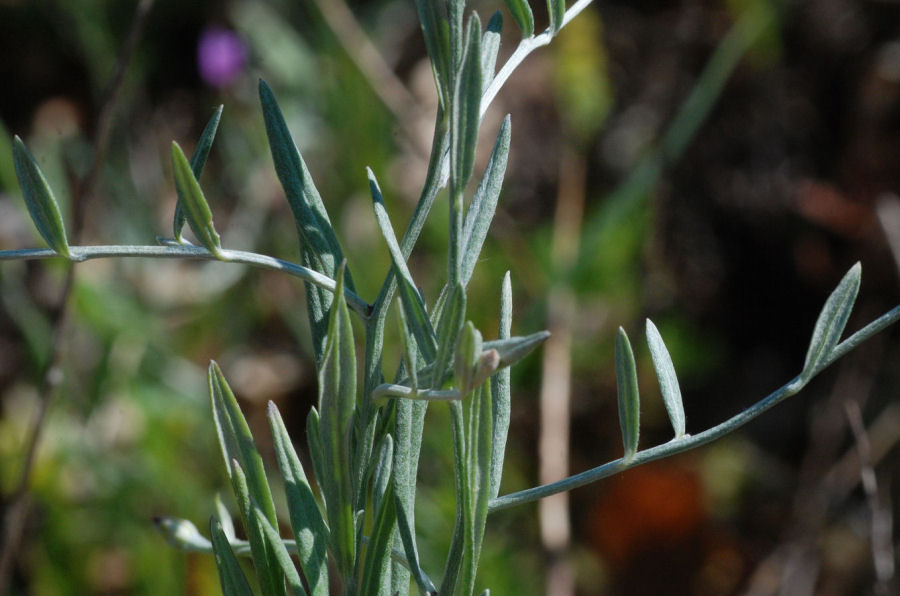 Xeranthemum cylindraceum