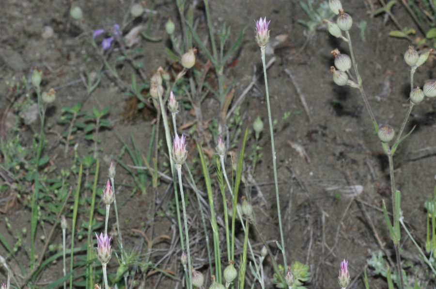 Xeranthemum inapertum