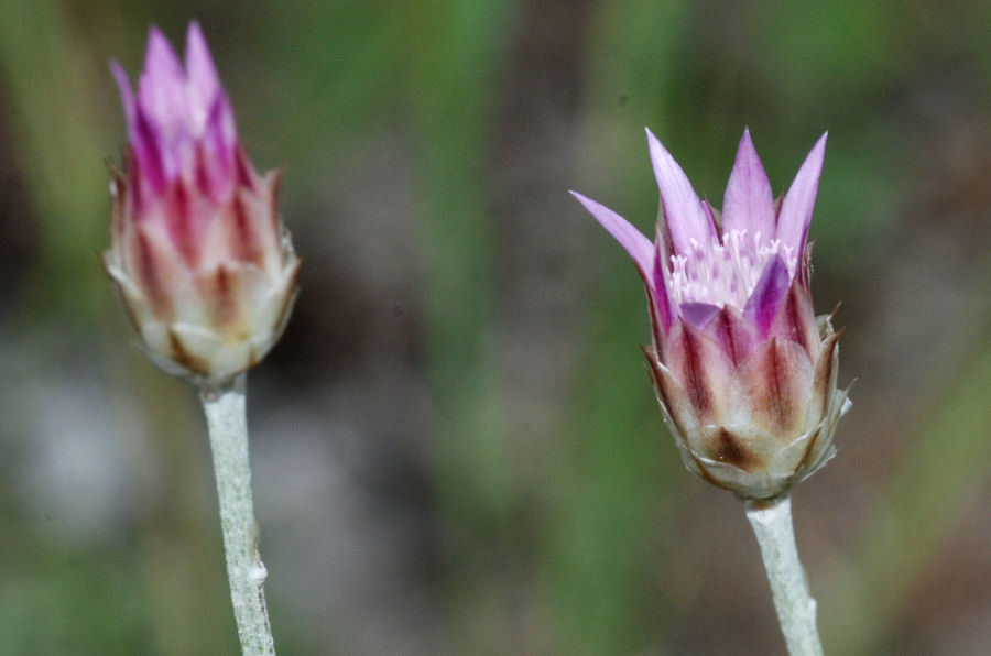 Xeranthemum inapertum