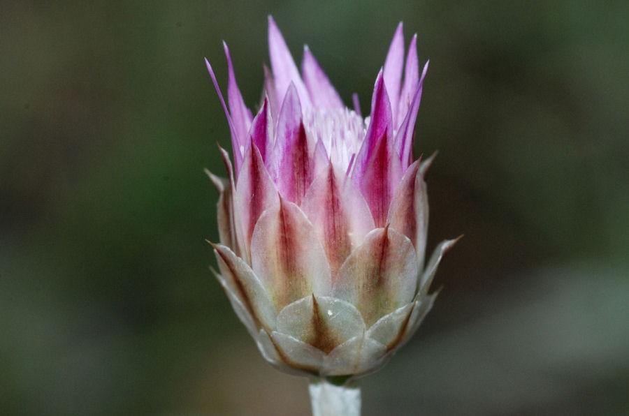 Xeranthemum inapertum