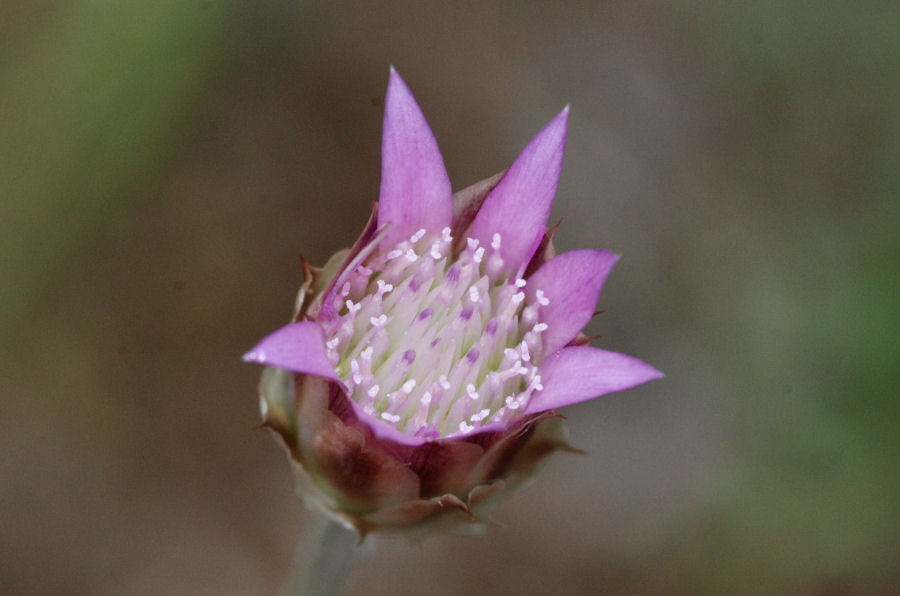 Xeranthemum inapertum
