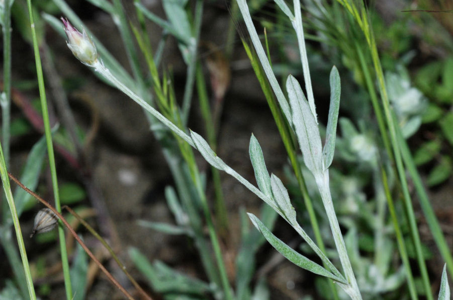 Xeranthemum inapertum