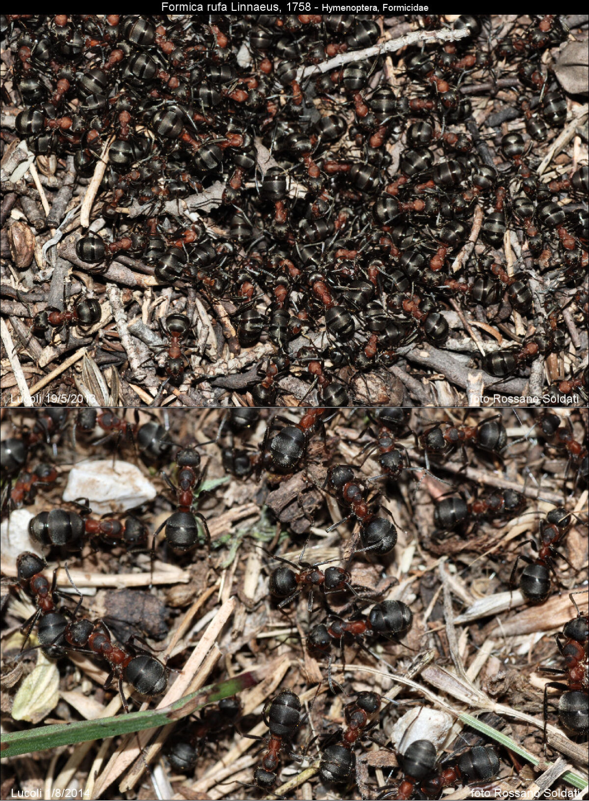 Halictidae – Lucoli Flora e Fauna